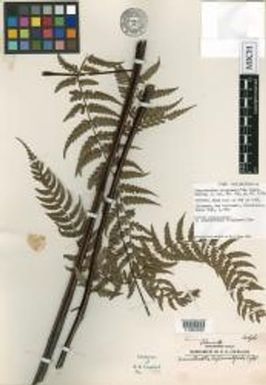 Dennstaedtia tripinnatifida