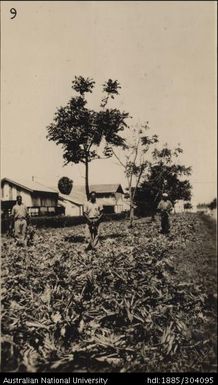 Discharging and spreading suckers from Ovalau