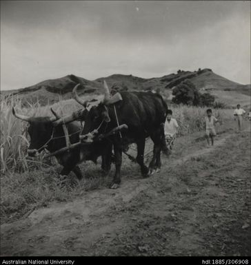 Using livestock to cultivate crops