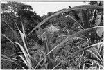 Wanuma: garden clearing below Wanuma station