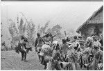 Pig festival, uprooting cordyline ritual, Tsembaga: men make stylized aggressive charge in front of government rest house, near clan boundary