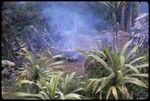 Food preparation: cooking greens from pandanus grove in bamboo tubes over a fire