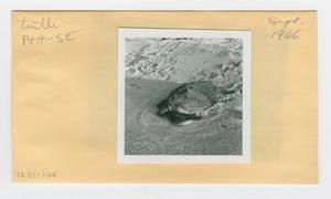 [Turtle in Hawaii, envelope IE31-168]