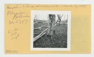 [Polypodium pellucidum in Hawaii, envelope IE32-202]