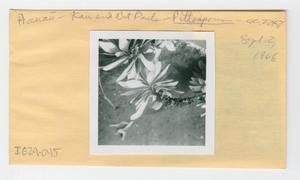 [Pittosporum in Hawaii, envelope IE29-045]