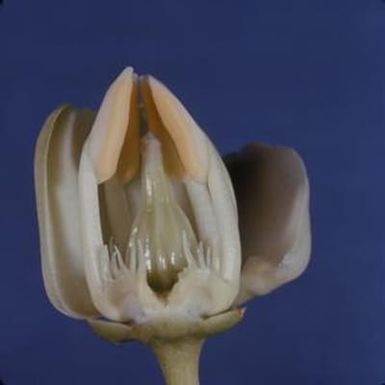 [Brexia madagascariensis close-up in Honolulu, United States]