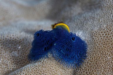 Spirobranchus sp. (Christmas Tree Worms) at Ono-i-Lau Island, Fiji during the 2017 South West Pacific Expedition.