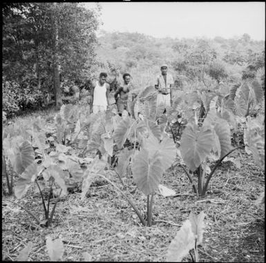 Three men standing next to a field of taro plants, Fiji, 1966 / Michael Terry