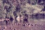 Young men constructing a weir in the Erave River