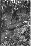 Pig festival, pig sacrifice, Tsembaga: in ancestral shrine, man flails a dead pig with an eel in sacrifice to spirits of lower ground