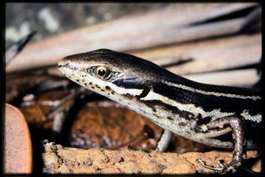Lioscincus vivae