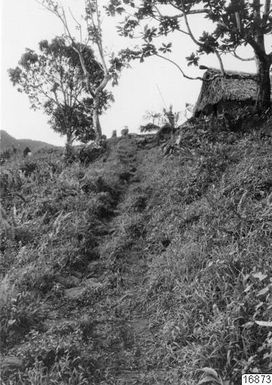 driveway, tree, path, hilltop, hill, photography, ph