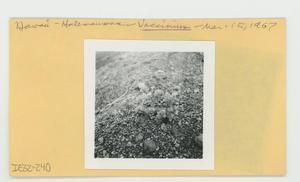 [Vaccinium in Hawaii, envelope IE32-240]