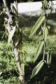 French Polynesia, close-up of vanilla bean vine growing on Moorea Island