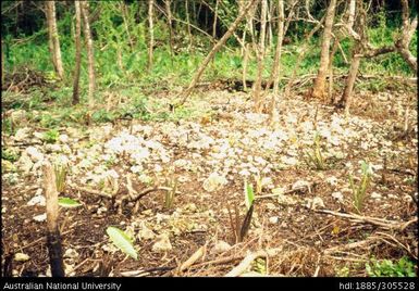 Cultivation in Niue