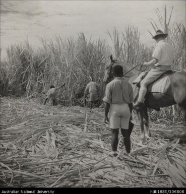 Field Officers inspecting cane crop