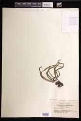 Haplopteris elongata