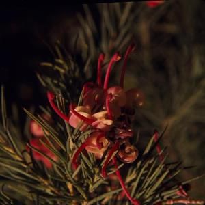 [Stenocarpus Sinuatus in Mont Mou, New Caledonia]