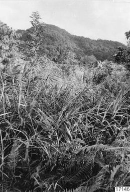 plant, landscape, pandanus, photography, ph