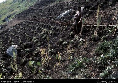 Sweet potato gardens and terracing