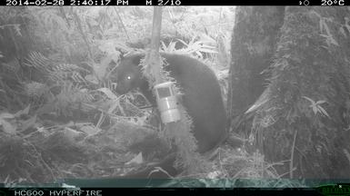 Aus scientist snaps previously unknown mammals in PNG