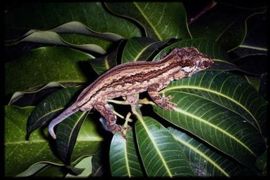 Rhacodactylus auriculatus