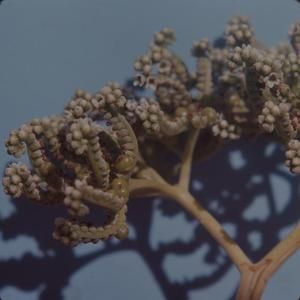 [Messerschmidia argentea close-up from Makapu'u, United States]