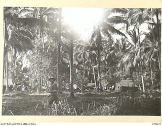 SAMPUN, NEW BRITAIN. 1945-01-14. THE CAMP AREA OF HEADQUARTERS COMPANY, 14/32ND INFANTRY BATTALION ON THE FRINGE OF ABANDONED SAMPUN VILLAGE