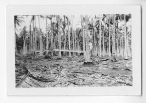 [Palm Tree Debris on Guadalcanal]
