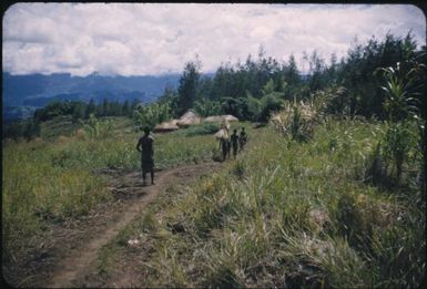 'Sing-sing' village of Kondambi, edge of Tsigmil shelf, (Kondiga clan) : Waghi Valley, Papua New Guinea, 1954 / Terence and Margaret Spencer