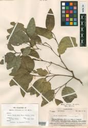 Celtis vitiemsis