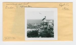 [Red-foot booby in Hawaii, envelope IE29-180]