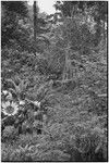 Pig festival, uprooting cordyline ritual, Tsembaga: decorated men in forest, taking uprooted plant to enemy boundary