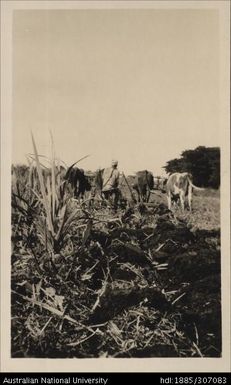 Tenant farmer at Tovilavila, Lautoka