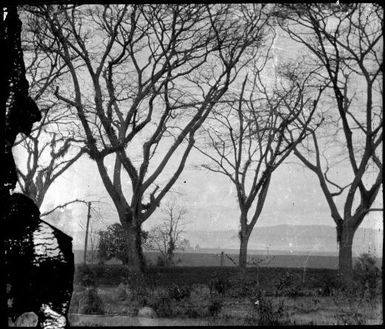 Leafless rain trees, Malaguna Road, Rabaul, New Guinea, ca. 1935 / Sarah Chinnery