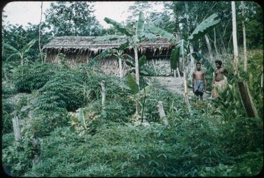 Young couple with tapioca garden : Mapamoiwa village, D'Entrecasteaux Islands, Papua New Guinea, 1956 / Terence and Margaret Spencer