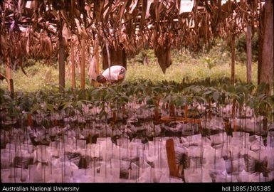 Wallis Kinzle in rubber nursery, Kokoda