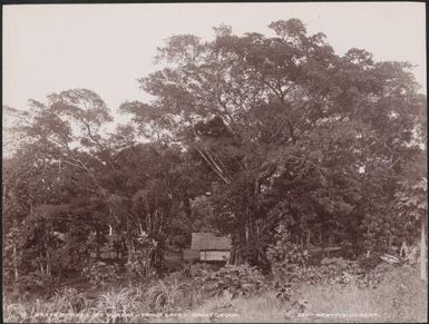 Banyan trees at the village of Vureas, Vanua Lava, Banks Islands, 1906 / J.W. Beattie