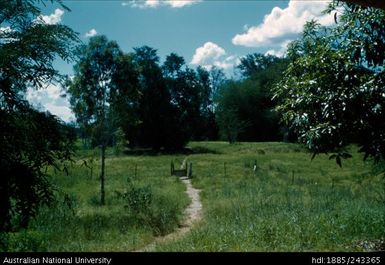 The Tamarind Forest