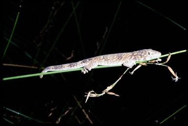 Eurydactylodes symmetricus