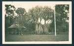View of Botanical Gardens, Rabaul, New Guinea, May 1930