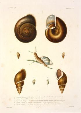 Bevalet, Antoine Germain, 1779-ca 1850 :Helice de radama ... Madagascar ... Bulime de Shongi ... Bulimus Shongii (Less.) Nouv. Zelande. Bevalet pinx. Coutant sculp. Voy. de la Coquille. Mollusques. no. 7. [Paris], Remond, [1826]