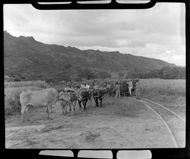 Sugar cane loaded onto a train and yoked cattle, sugar plantation, Nadi, Fiji