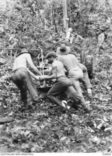 25-POUNDER GUNS OF B TROOP, 14TH FIELD REGIMENT, ROYAL AUSTRALIAN ARTILLERY, BEING PULLED THROUGH DENSE JUNGLE IN THE VICINITY OF UBERI ON THE KOKODA TRAIL. MEMBERS OF THE REGIMENT ARE BEING ..
