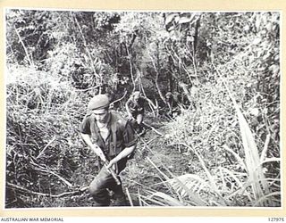 MEN OF THE 2/3RD AUSTRALIAN INDEPENDENT COMPANY MOVING INTO THE ASSEMBLY AREA FOR THE ATTACK ON "TIMBERED KNOLL", NORTH OF ORODUBI, NEW GUINEA, 1943-07-29. (FILM STILL)