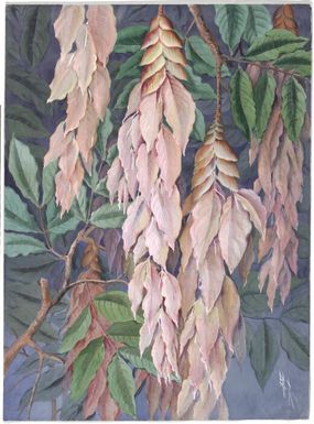 Maniltoa schefferi K.Schum., family Fabaceae subfamily Caesalpinioideae syn. Maniltoa lenticellata C.T.White, Papua New Guinea, 1916 / Ellis Rowan
