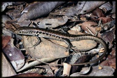 Skink sp.