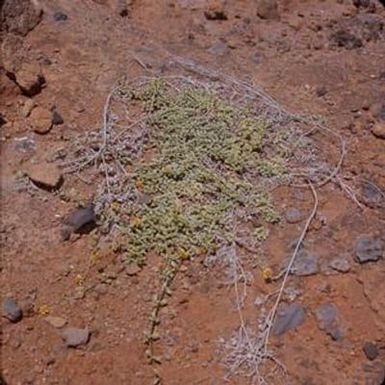 [Lipochaeta integrifolia in bloom on Oahu Island, United States]