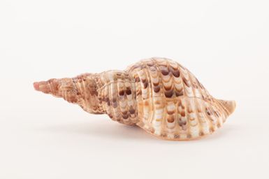 Tauu