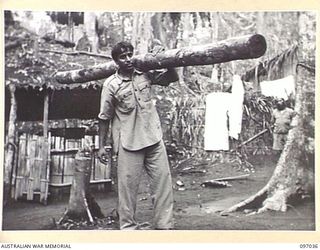 KURURAI YAMA, NEW BRITAIN. 1945-09-17. LIEUTENANT H.K. DAS, A LIBERATED OFFICER AT THE INDIAN PRISONER OF WAR CAMP. HE IS DRESSED IN HIS PRISON GARB AND CARRIES A HUGE LOG AS HE USED TO DO WHEN A ..